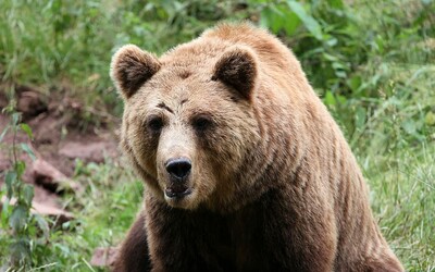 Na severe Slovenska videli pri obydliach medveďa. Okres Čadca vyhlásil mimoriadnu situáciu