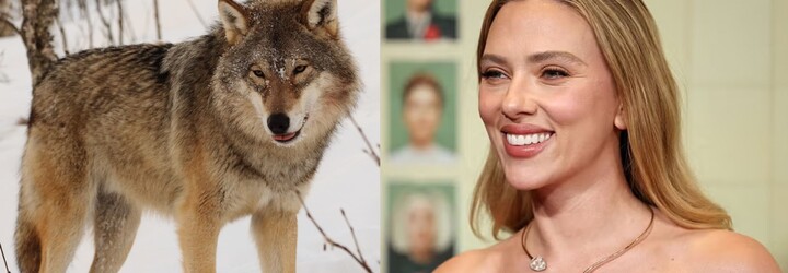 Na severe USA vytasili farmári na vlkov nové zbrane: Pušky nečakaj, ide o Scarlett Johansson a AC/DC