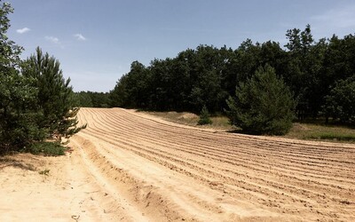 Na slovenskej Sahare nájdeš tony piesku ako na dovolenke. Šranecké piesky ležia len 50 kilometrov od Bratislavy
