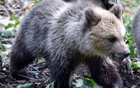 Na strednom Slovensku sa potuloval medveď. Mesto Zvolen varuje obyvateľov, opatrní musia byť aj v širšom okolí