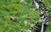 Na strednom Slovensku spozorovali medvedicu s mladými. Primátor mesta vyzýva ľudí k opatrnosti 