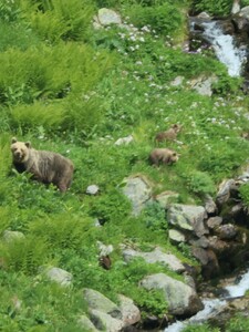Na strednom Slovensku spozorovali medvedicu s mladými. Primátor mesta vyzýva ľudí k opatrnosti 