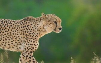 Na světě je už jen 7 500 gepardů