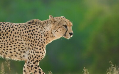 Na světě je už jen 7 500 gepardů