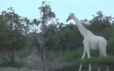 Na světě nejspíš zůstala poslední bílá žirafa, dvě zastřelili pytláci v Keni