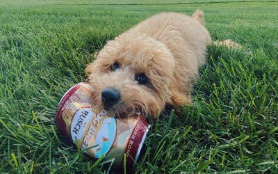 Na trh pribudlo pivo pre psov s názvom Dog Brew. Jedna plechovka stojí vyše 2 €