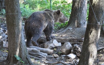 Na známom turistickom mieste v okrese Martin útočil medveď. Cyklista skončil s viacerými poraneniami v nemocnici