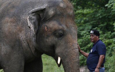 Nejosamělejší slon na světě může po 35 letech v ZOO konečně zažít svobodu a divočinu