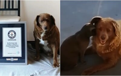 Najstaršieho psa na svete vyškrtli z Guinnessovej knihy rekordov. Dôvodom sú jeho labky