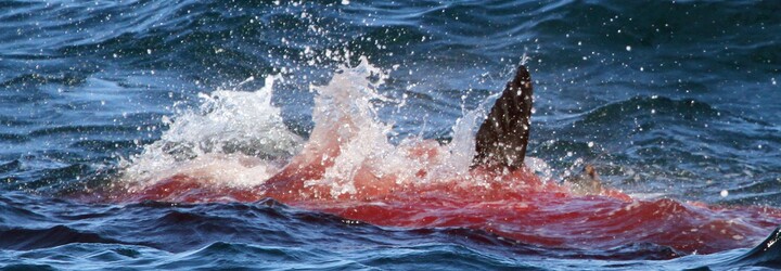 Největší útok žraloků v historii. Zabili zhruba 150 lidí, na hladině plavaly ukousnuté části těl