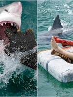 Největší útok žraloků v historii. Zabili zhruba 150 lidí, na hladině plavaly ukousnuté části těl