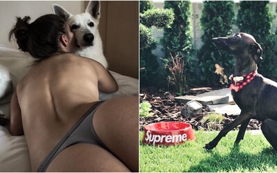 Najznámejšie zvieratá na slovenskom Instagrame: Gogov pes má 200 000 followerov, Pil C-ho chrt miluje Supreme