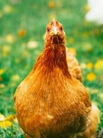 Nákupom welfare mäsa podporíš zodpovedný chov aj lokálnu produkciu
