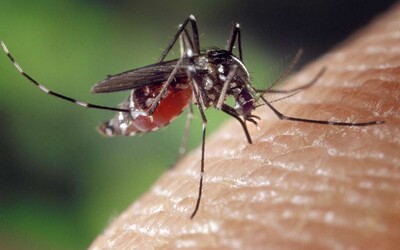 Našich susedov zasiahla invázia nebezpečného komára, ktorý prenáša zákerné vírusy. Doštípať ťa môže až 30-krát denne