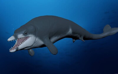 Našli pozostatky unikátnej „mini“ veľryby, ktorá jednoznačne potvrdzuje evolučnú teóriu. Takto sa pred 41 miliónmi rokov vyvíjala