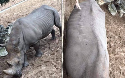 Návštevníci francúzskej zoo do kože nosorožca vyryli svoje mená