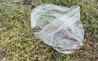 Nechytala lelky a chytla hada. Žena na Valašsku našla u hřbitova půlmetrovou krajtu, odchytila ji do igelitového sáčku