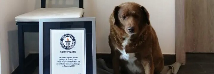 Nejstarší pes na světě oslavil neuvěřitelné 31. narozeniny. Podívej se, jak si Bobi užívá stáří