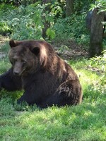Neobetujte svojich pomalších kamarátov, keď stretnete medveďa, prosí turistov správa amerických národných parkov