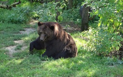 Neobetujte svojich pomalších kamarátov, keď stretnete medveďa, prosí turistov správa amerických národných parkov