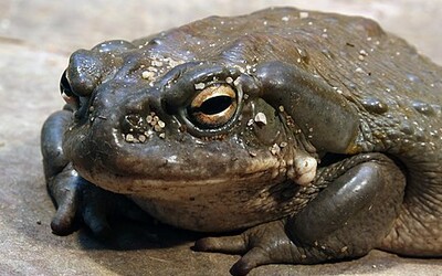 Neolizujte jedovaté žáby, prosí správci národních parků návštěvníky