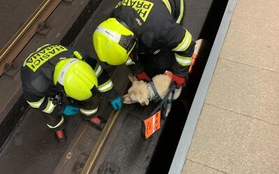 Nevidomá osoba spadla do kolejí pražského metra i se psem
