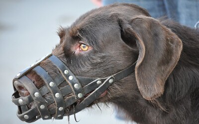 Neznáma choroba zabíja psov. Doposiaľ v Nórsku zomrelo 26 zvierat s rovnakými symptómami