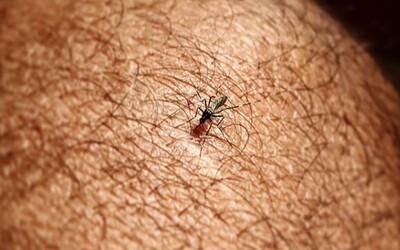 Nič nie je také efektívne ako sieťky proti komárom, hovorí odborník. Zisťovali sme, ako môžeš prežiť leto bez štípancov