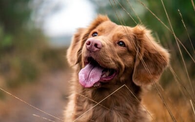 Nová štúdia ukázala, ktoré plemená psov žijú najdlhšie