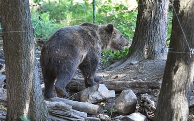Nové detaily o strete s medvedicou na Liptove. Pani Ivana spadla, keď pred šelmou utekala, zachránila ju duchaprítomná suseda