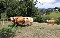 Nový Zéland chce zdaniť kravské prdy a grgy. Ide o opatrenie v boji proti klimatickej kríze