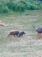 Nudista musel s holým zadkom naháňať diviaka, ktorý mu ukradol laptop. Stal sa hitom internetu