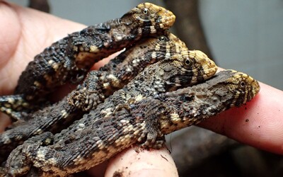Ňuňu: Ostravské zoo se podařilo rozmnožit vzácné krokodýlovce čínské
