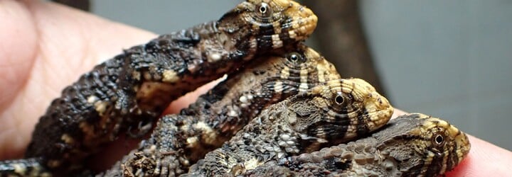 Ňuňu: Ostravské zoo se podařilo rozmnožit vzácné krokodýlovce čínské