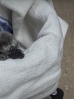 Ňuňu video: Podívej se na nový přírůstek tučňáčí rodiny. Sleduj, jak se klube