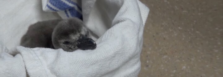 Ňuňu video: Podívej se na nový přírůstek tučňáčí rodiny. Sleduj, jak se klube