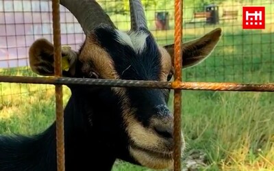 O trávu v Bratislave sa postarajú kozy. Mesto skúša experiment s kosením za pomoci Vendy a Lízy