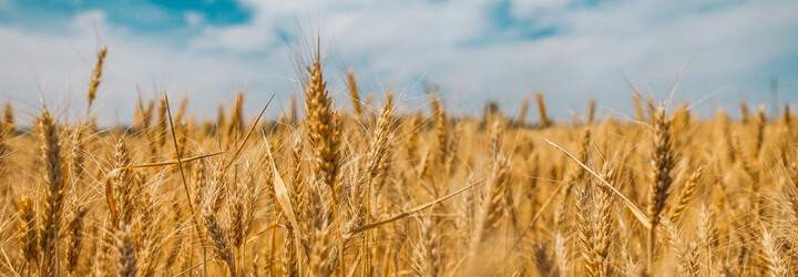 OSN varuje před globální potravinovou katastrofou, Ukrajina bude mít problém se zemědělskou výrobou