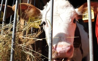 OTÁZKY A ODPOVEDE: Slintačka a krívačka sa dokáže šíriť vetrom aj sto kilometrov