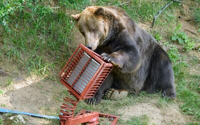 Obec na strednom Slovensku údajne navštevujú desiatky medveďov. Zásahový tím odkazuje, že nemôže pomôcť
