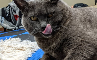 Obézna mačka je na diéte a musí cvičiť: Jej „nadšenie“ zachytávajú virálne videá na Instagrame