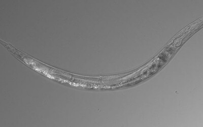 Objavili červa s tromi pohlaviami na mieste, kde nežijú takmer žiadne organizmy