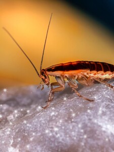 Oblíbenou dovolenkovou destinaci zamořují švábi
