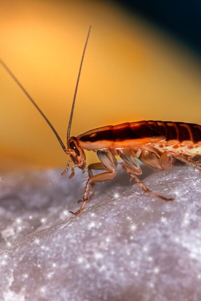 Oblíbenou dovolenkovou destinaci zamořují švábi