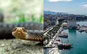 Oblíbenou lokalitu v Chorvatsku zamořili jedovatí hadi. Pokousali už čtyři lidi, místní mají obavy