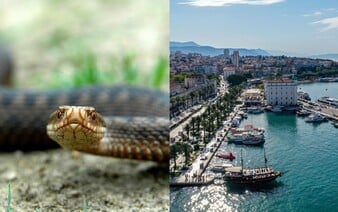 Oblíbenou lokalitu v Chorvatsku zamořili jedovatí hadi. Pokousali už čtyři lidi, místní mají obavy