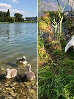 Obľúbená labuť v bratislavskom jazere sa zadusila plastom a zomrela. Jej čerstvo vyliahnuté mláďatá prišli o mamu