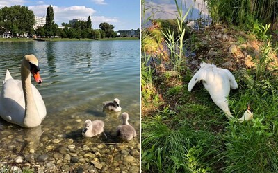 Obľúbená labuť v bratislavskom jazere sa zadusila plastom a zomrela. Jej čerstvo vyliahnuté mláďatá prišli o mamu