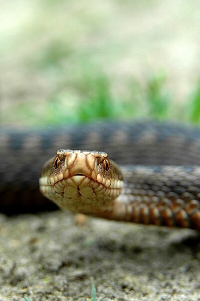 Obľúbenú dovolenkovú lokalitu Chorvátska zamorili jedovaté hady. Pohrýzli už štyroch ľudí, miestni majú obavy