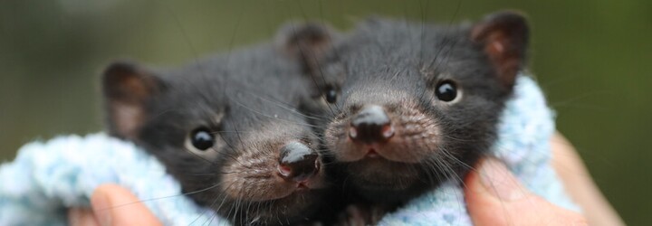 Obrazem: Podívej se na úplně malinká miminka tasmánského čerta. U jejich záchrany byla i hvězda marvelovek 